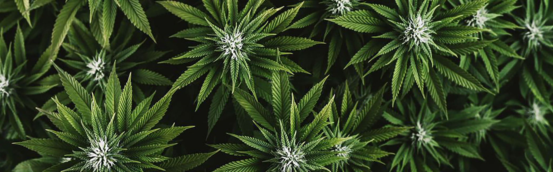 Why is Medical Better than Recreational?