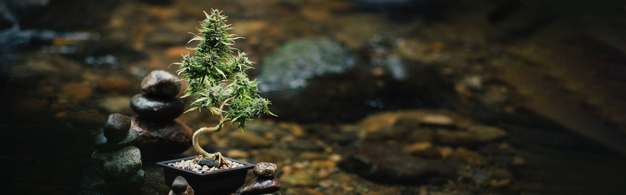 The Art of Cannabonsai