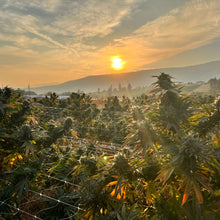 Charger l'image dans la galerie, Lemon Sour Diesel-05