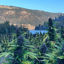 Charger l'image dans la galerie, Lemon Sour Diesel-06