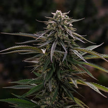 Load image into Gallery viewer, Lemon Sour Diesel-04