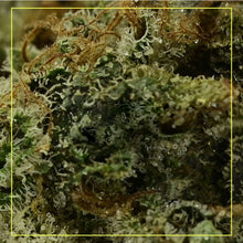 Charger l'image dans la galerie, OGK Pie-02