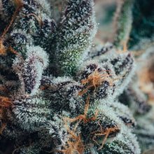 Charger l'image dans la galerie, Blueberry Yum Yum-02