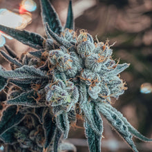 Load image into Gallery viewer, Blueberry Yum Yum-04