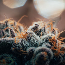 Load image into Gallery viewer, Blueberry Yum Yum-03