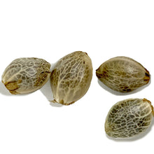 Load image into Gallery viewer, Sugar Diesel Feminized Autoflower Seeds-01