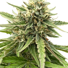 Load image into Gallery viewer, Sunshine Pine Regular Autoflower Seeds-02
