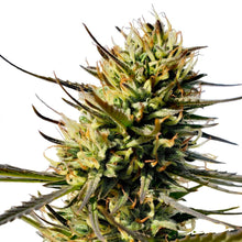 Charger l'image dans la galerie, Durban Violette Feminized Semi-Auto Seeds-02