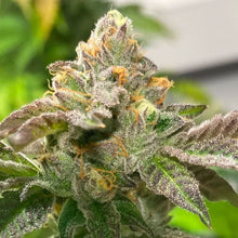 Load image into Gallery viewer, Vice's Cake-02