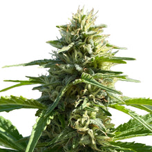 Load image into Gallery viewer, Sugar Diesel Feminized Autoflower Seeds-02