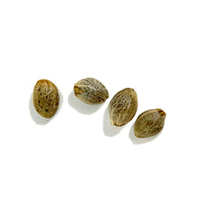 Load image into Gallery viewer, Durban Violette Feminized Semi-Auto Seeds-01