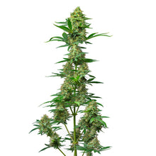 Load image into Gallery viewer, Atlas Fog OG Feminized Autoflower Seeds-02