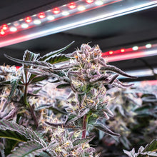 Charger l'image dans la galerie, Blueberry Yum Yum-05