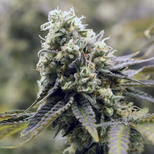 Charger l'image dans la galerie, Glade Runner-02