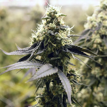 Charger l'image dans la galerie, Glade Runner-03