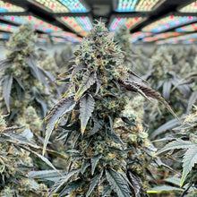 Charger l'image dans la galerie, Sunset Overdrive-02