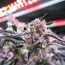 Charger l'image dans la galerie, Blueberry Yum Yum-06