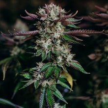 Charger l'image dans la galerie, Salty Pink-02