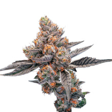 Charger l'image dans la galerie, Blueberry Lemonade-05