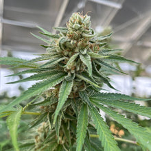 Load image into Gallery viewer, Mango Gold Pre-Rolls-02