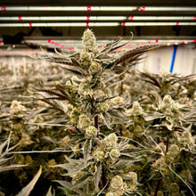 Charger l'image dans la galerie, Strawberry Falcon-07