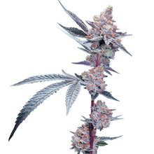 Charger l'image dans la galerie, Blueberry Lemonade-06