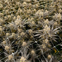 Charger l'image dans la galerie, Strawberry Falcon-08