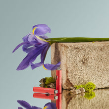 Load image into Gallery viewer, MM 007 La Pasion 2:1 CBD:THC Apothecart-03