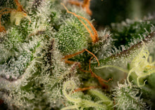 Charger l'image dans la galerie, Crunch Berries-05