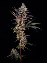 Charger l'image dans la galerie, Crunch Berries-08