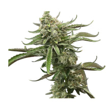 Charger l'image dans la galerie, Dream Catcher-02