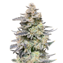 Load image into Gallery viewer, Man Bobby Alien Widow Seeds-01