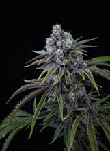 Charger l'image dans la galerie, Mendoz Stomper-07