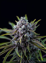 Load image into Gallery viewer, Mendoz Stomper-06