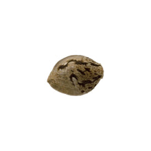Load image into Gallery viewer, Ape-ricot Kush Autoflower Seeds-01