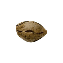 Load image into Gallery viewer, Tangicot Kushies Semi-Auto Seeds-01
