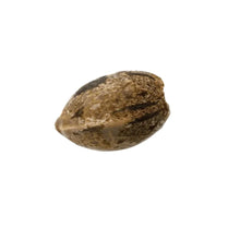 Load image into Gallery viewer, Apricot Kush-01