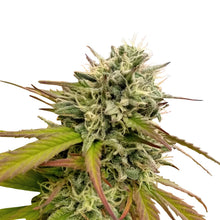 Load image into Gallery viewer, Pink Plum Kush Regular Semi-Auto Seeds-02