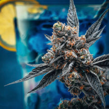 Charger l'image dans la galerie, Blueberry Lemonade-04