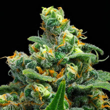 Charger l'image dans la galerie, BC Organic Lucy In The Sky-02