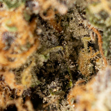 Charger l'image dans la galerie, Death Punch-03