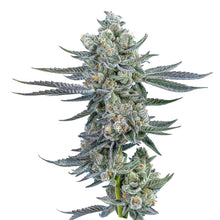 Charger l'image dans la galerie, Dolce-02