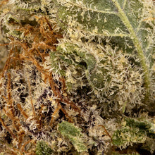 Charger l'image dans la galerie, Grape Pupil-03