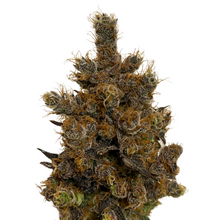 Load image into Gallery viewer, Hot Tea Feminized Seeds-01
