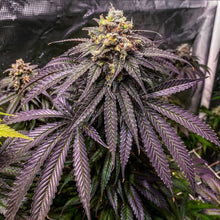 Load image into Gallery viewer, Tiki Madman Disco Tiger Regular Seeds-02