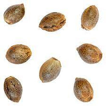 Charger l'image dans la galerie, Man Bobby Alien Widow Seeds-03