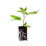 Plants & Seeds