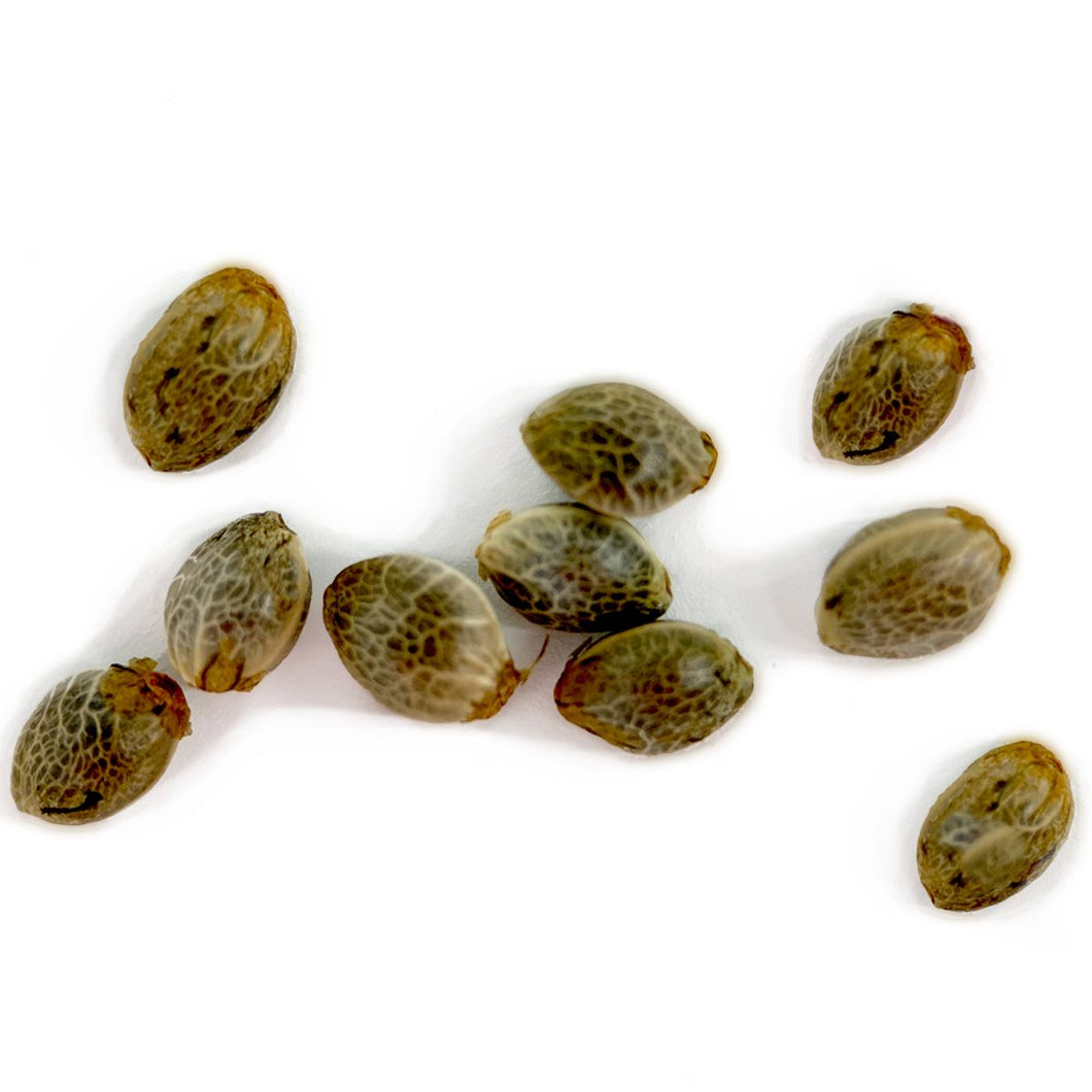 Sunshine Pine Regular Autoflower Seeds-01