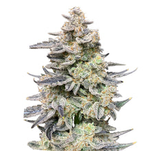 Load image into Gallery viewer, Man Bobby Alien Widow Seeds-01
