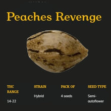 Charger l&#39;image dans la galerie, Peach&#39;s Revenge Semi-Auto Seeds-02
